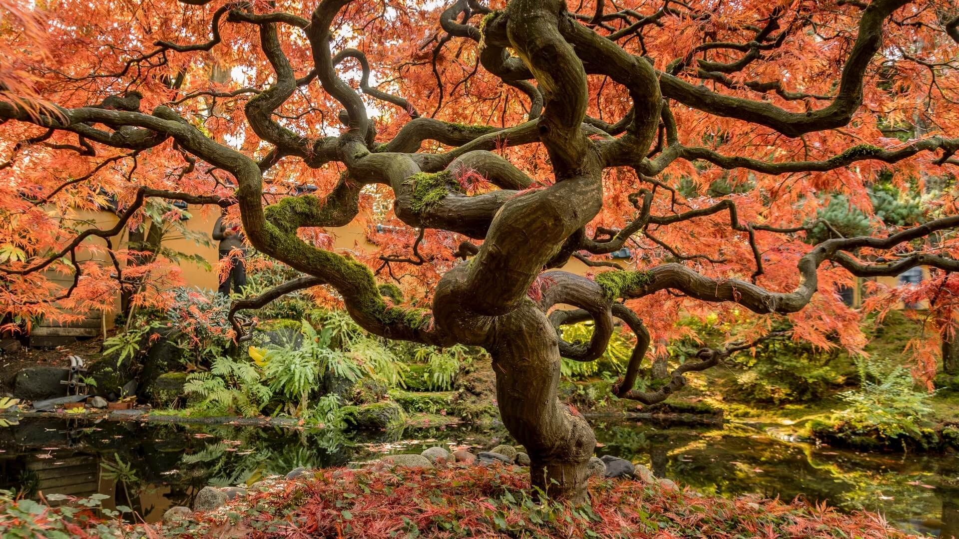 A tree with tangled branches.